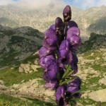 Flori din Carpati